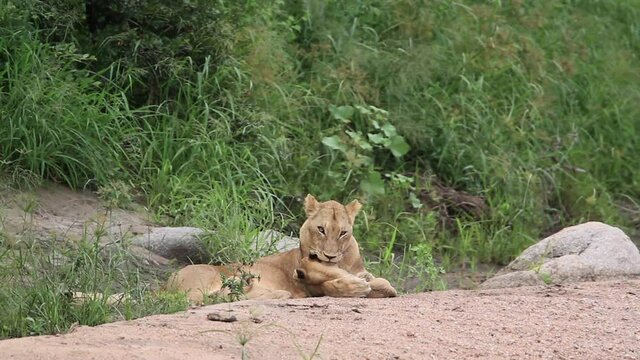 African lioness bonding cub in Kruger National park, South Africa ; Specie Panthera leo family of Felidae
