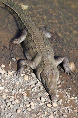 crocodile in the water