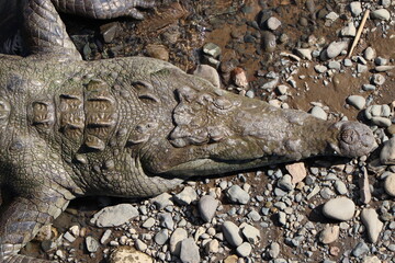 crocodile