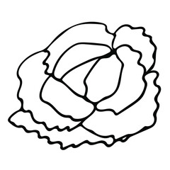 Cute hand drawn vegetable - white cabbage. Doodle vector illustration for vegetable blanks, cooking recipes and kitchen design.