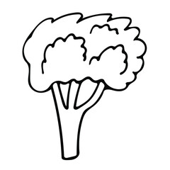 Cute hand drawn vegetable - broccoli. Doodle vector illustration for vegetable blanks, cooking recipes and kitchen design.