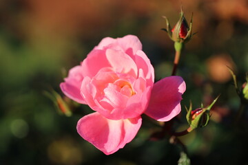 Obraz premium Close-up of the pink rose in sunlight on a natural-blurred green background