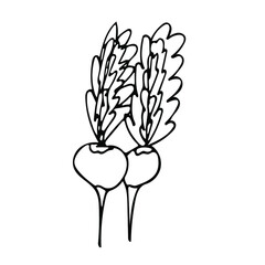 Cute hand drawn vegetable radish. Doodle vector illustration for vegetable blanks, cooking recipes and kitchen design.