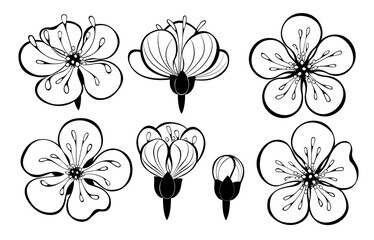Set of outline sakura flowers © Nelli Valova