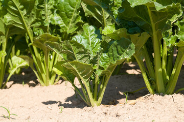 Obraz premium beets in the agricultural field