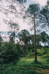 Fototapeta premium green landscape with many trees in catalonia, spain