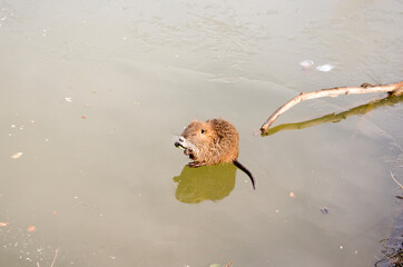 Cuccioli di nutria in riva ad un laghetto in inverno.