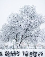 invierno blanco, nieve, españa, aragon, zaragoza, arbol blanco, frio, paisaje, conjelado, escena