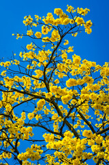 The guayacan is a colorful tropical tree
