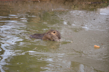Cuccioli di nutria in riva ad un laghetto in inverno.