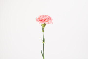 Obraz premium Pink carnation mother's day blessing flowers on whtie background