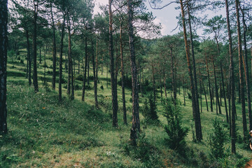 green landscape with many trees in catalonia, spain