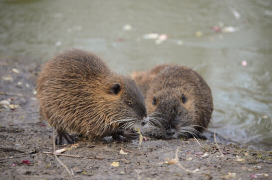 Cuccioli di nutria in riva ad un laghetto in inverno.