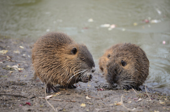 Cuccioli di nutria in riva ad un laghetto in inverno.