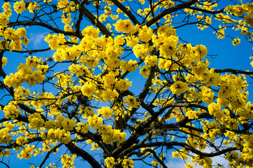 The guayacan is a colorful tropical tree