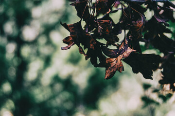 brown leaves of quercus ilex