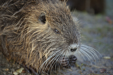 Cuccioli di nutria in riva ad un laghetto in inverno.