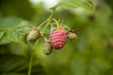 Raspberry berry maturation in the home garden