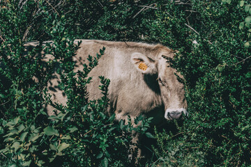 a cow in the middle of the field