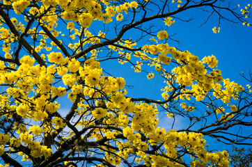 Fototapeta premium The guayacan is a colorful tropical tree