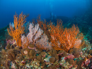 Fototapeta na wymiar Gorgonian corals and Disc anemones (Black Rock, Mergui archipela