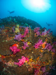 Fototapeta na wymiar Soft and hard corals formation (Black Rock, Mergui archipelago, Myanmar)