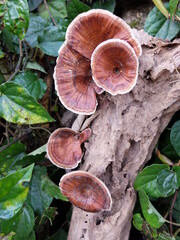 mushrooms on a tree