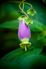 tropical flower in the forest