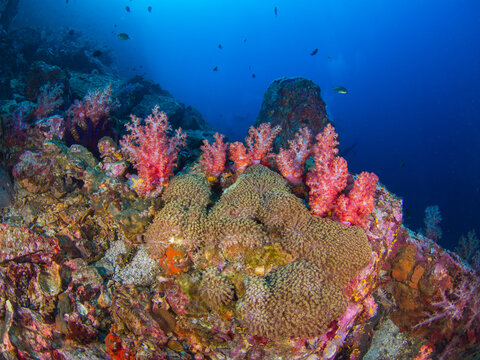 Flowerpot corals (Black Rock, Mergui archipelago, Myanmar)