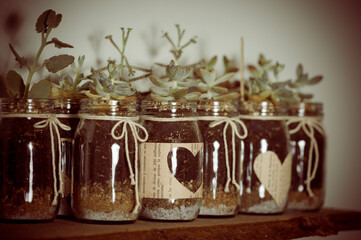 small nursery plants growing in glass jar