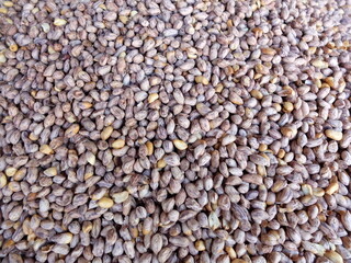 seeds of buckwheat