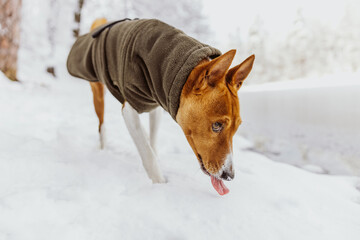 Basenji im Schnee