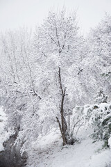Nieve en españa, aragon, zaragoza, invierno blanco, arboles , nevada, frio, paisaje, parque, rio conjelado. © Dina