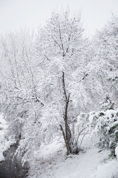 Nieve en espa&ntilde;a, aragon, zaragoza, invierno blanco, arboles , nevada, frio, paisaje, parque, rio conjelado.