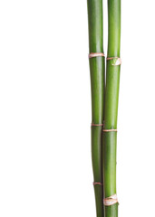 Two branches of Bamboo isolated on white background.