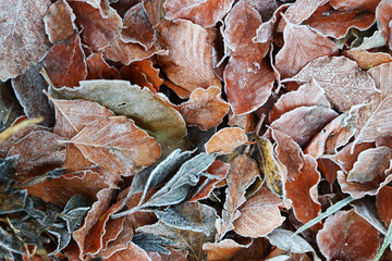 Frosty leaves on the ground