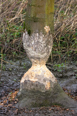 Bevervraat Biesbosch, Beaver Guzzler Biesbosch