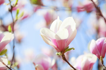 Obraz na płótnie Canvas Beautiful light pink magnolia flower on blue sky background. Shallow DOF