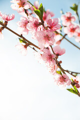 branches with beautiful pink flowers (Peach) against the blue sky. Selective Focus.