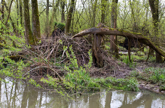 Beverburcht Biesbosch, Beaver Castle Biesbosch
