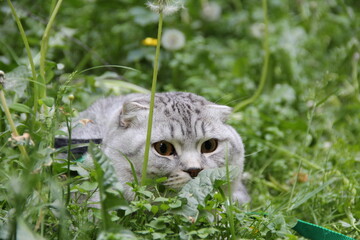 cat in grass