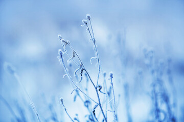 Withered flowers on thin stems growing in the field are covered with frost and snow on a cold winter January day.