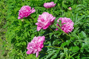 Pink peonies (Lat. Paeonia) bloom in the summer garden