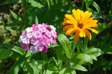 Turkish carnation (Lat. Dianthus barbatus) and Calendula officinalis bloom in the summer garden