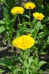Blooming yellow Calendula officinalis in the summer garden