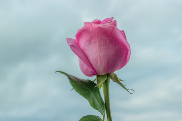 Pink rose by cloudy blue sky background, sadness atmosphere