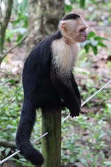 Capuchin monkey