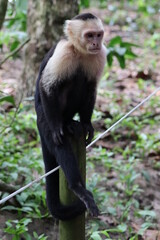 Capuchin monkey