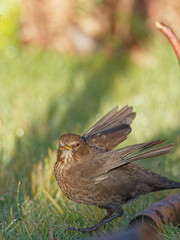 A female Blackbird (Turdus merula) perched on a wooden fence panel