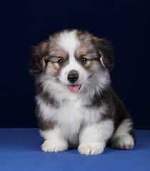 Cute fluffy welsh corgi pembroke puppy on blue background